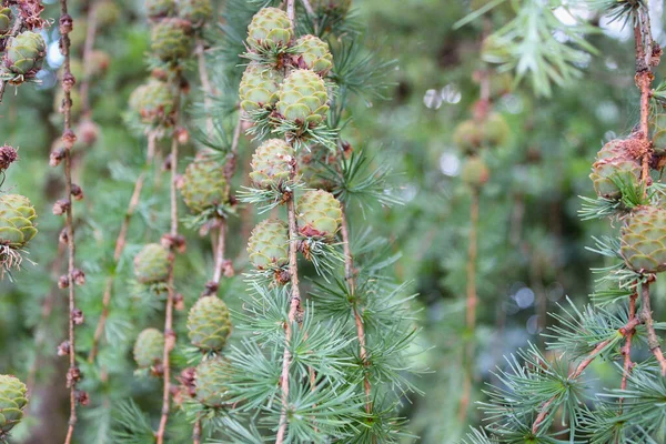 Mladé Kužele Větvích Jezírka Borovice Také Známý Jako Pinus Serotina — Stock fotografie