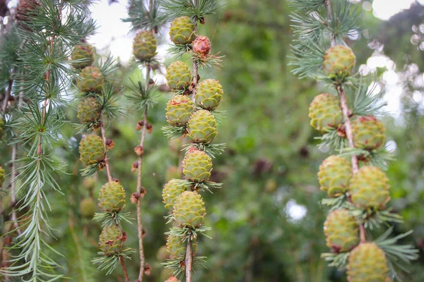 Mladé Kužele Větvích Jezírka Borovice Také Známý Jako Pinus Serotina — Stock fotografie