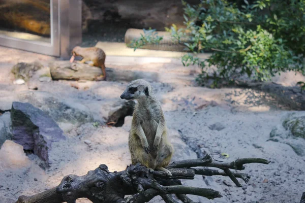 Erdmännchen Ist Auf Der Hut Erdmännchen Sitzt Auf Einem Trockenen — Stockfoto