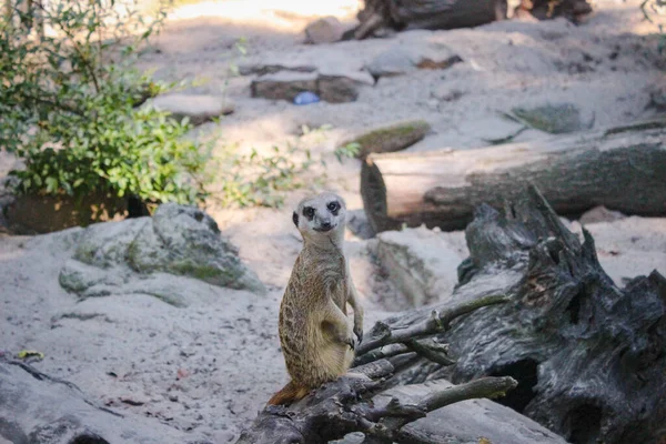 Erdmännchen Ist Auf Der Hut Erdmännchen Sitzt Auf Einem Trockenen — Stockfoto