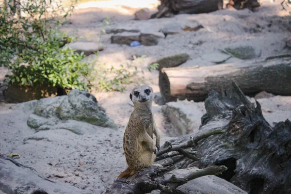 Erdmännchen Ist Auf Der Hut Erdmännchen Sitzt Auf Einem Trockenen — Stockfoto