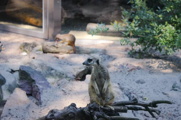 Meerkat Is On Guard. Meerkat Sits On A Dry Tree Branch And Observes The Environment Carefully.