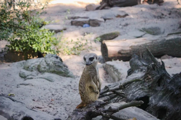 Erdmännchen Ist Auf Der Hut Erdmännchen Sitzt Auf Einem Trockenen — Stockfoto