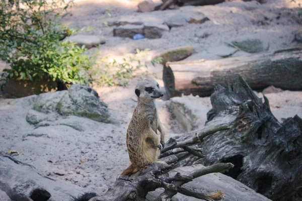 Erdmännchen Ist Auf Der Hut Erdmännchen Sitzt Auf Einem Trockenen — Stockfoto