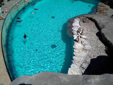 Krakow, Polonya - 02 Temmuz 2016: Krakow Hayvanat Bahçesindeki Penguen Havuzu