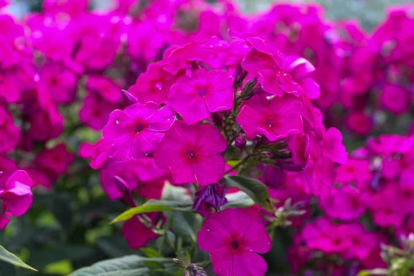 Beautiful Pink Flowers Phlox Paniculata Also Known Fall Phlox Garden — Stock Photo, Image