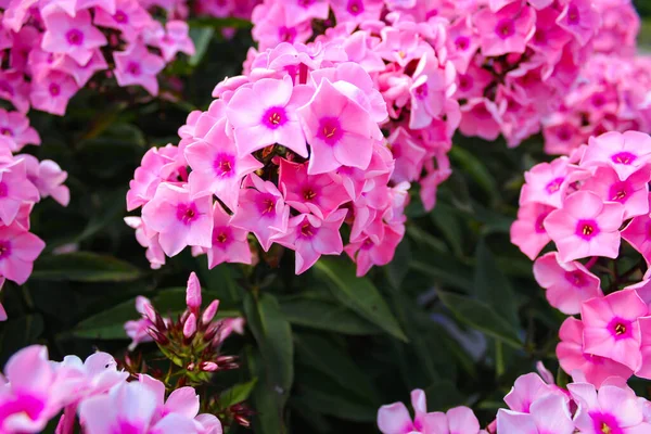 Beautiful Pink Flowers Phlox Paniculata Also Known Fall Phlox Garden — Stock Photo, Image
