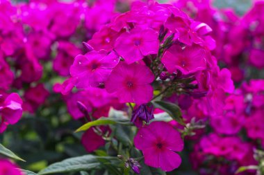 Phlox 'un güzel pembe çiçekleri, ayrıca sonbahar feniks, bahçe feniks, daimi feniks ya da yaz feniks olarak da bilinir.