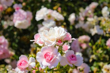 Harika Güzel Pembe ve Bej Gül Çiçekleri