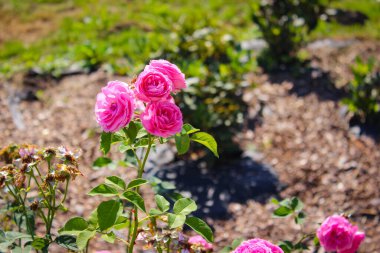 Harika Pembe Gül Çiçekleri