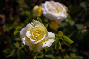 Harika Güzel Bej Gül Çiçekleri