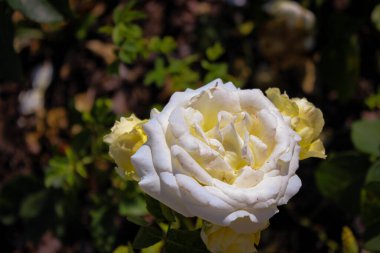 Harika Güzel Bej Gül Çiçekleri