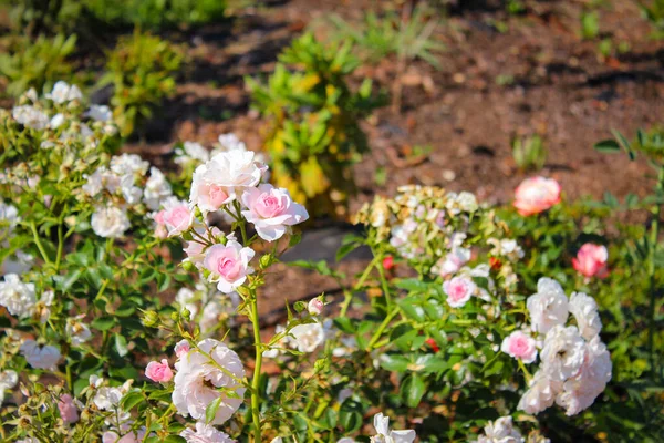 Bellissimi Fiori Rose Rosa Beige — Foto Stock