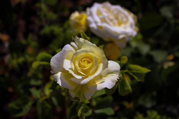 Indah Bunga Beige Rose — Stok Foto