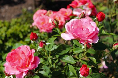 Harika Pembe Gül Çiçekleri