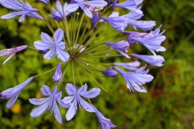 Seçici Odaklanma Fotoğrafı Güzel Mavi Çiçekler Agapanthus Praecox veya Afrika Zambak Çiçekleri.