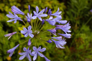 Seçici Odaklanma Fotoğrafı Güzel Mavi Çiçekler Agapanthus Praecox veya Afrika Zambak Çiçekleri.