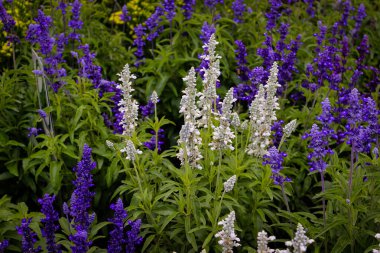 Salvia Farinacea 'nın Violet ve Beyaz Çiçeği (Bilinen adıyla Mealy Cup Sage veya Mealy Sage)).