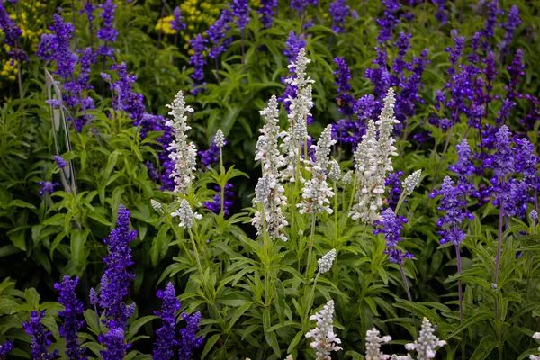 Salvia Farinacea 'nın Violet ve Beyaz Çiçeği (Bilinen adıyla Mealy Cup Sage veya Mealy Sage)).