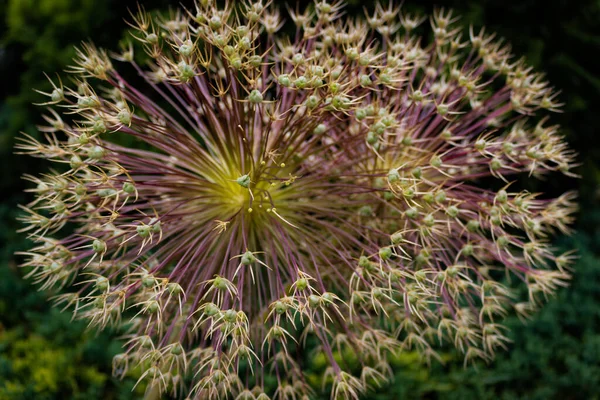 Allium Schubertii Connu Sous Les Autres Noms Oignon Ornemental Oignon — Photo