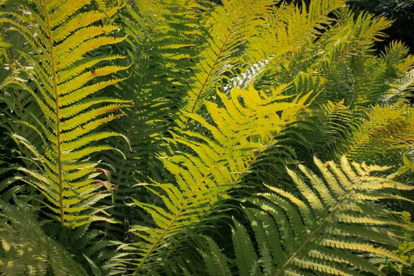 stock image Matteuccia Struthiopteris (Common Names Ostrich Fern, Fiddlehead Fern, Or Shuttlecock Fern)