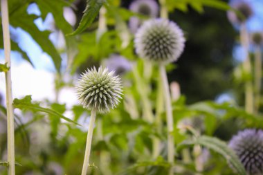 Echinops Sphaerocephalus 'un Çiçek Başı, bilinen adıyla Glandüler Globe-thistle, Great Globe-thistle veya Pale Globe-thistle
