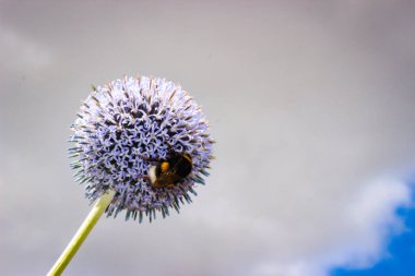 Echinops Sphaerocephalus 'un Çiçek Başı, bilinen adıyla Glandüler Globe-thistle, Great Globe-thistle veya Pale Globe-thistle