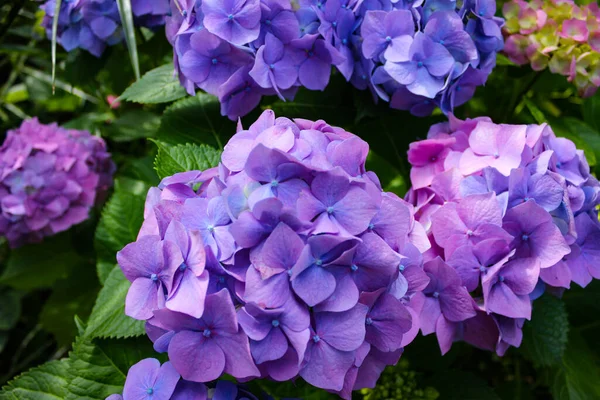 Hydrangea Macrophylla Deciduous Shrub Native Japan Widely Cultivated Many Parts — Stock Photo, Image