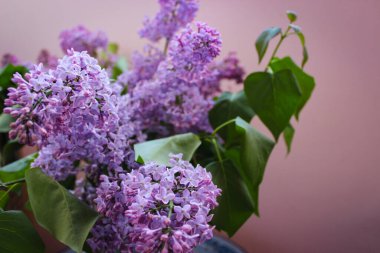 Çiçekler ve yapraklar pembe arkaplandaki narin leylak ışığın teknik açığını bozar.