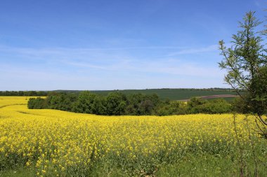 Ufukta orman ve bulutlu mavi gökyüzü olan güzel bir tecavüz tohumu tarlası.