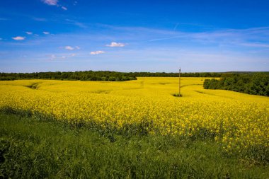 Ufukta orman ve bulutlu mavi gökyüzü olan güzel bir tecavüz tohumu tarlası.