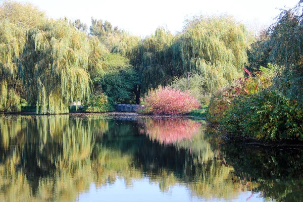秋天的风景 黄叶的树和灌木倒映在池塘里 — 图库照片