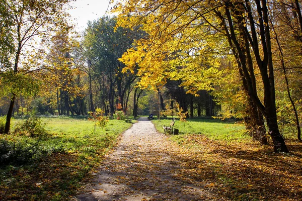 Paesaggio Autunnale Sentieri Nel Parco Sono Coperti Foglie Cadute Ingiallite — Foto Stock