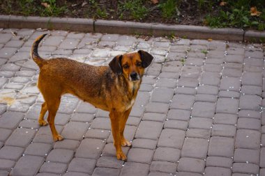Küçük bir sokak köpeği kaldırımda duruyor ve doğrudan kameraya bakıyor.