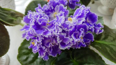 Usambara Violet, Gesneriaceae familyasından bir bitki türü. Saf Botanik Türler (Saintpaulia Ionantha), Tanzanya 'daki Usambara Dağları' nda hala vahşi olarak yetişiyor..