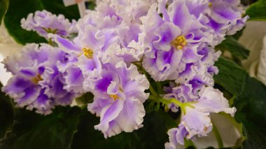 Usambara Violet, Gesneriaceae familyasından bir bitki türü. Saf Botanik Türler (Saintpaulia Ionantha), Tanzanya 'daki Usambara Dağları' nda hala vahşi olarak yetişiyor..