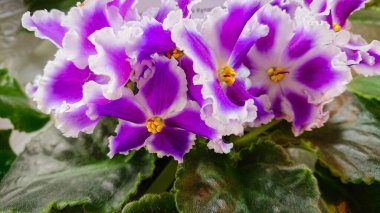 Usambara Violet, Gesneriaceae familyasından bir bitki türü. Saf Botanik Türler (Saintpaulia Ionantha), Tanzanya 'daki Usambara Dağları' nda hala vahşi olarak yetişiyor..