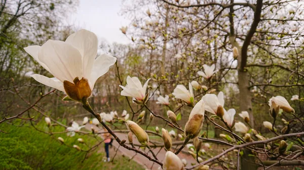 Flower And Buds Of The Magnolia Grandiflora, The Southern Magnolia Or Bull Bay, Tree Of The Family Magnoliaceae