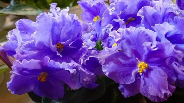 Usambara Violet Είναι Ένα Είδος Φυτού Από Την Οικογένεια Gesneriaceae — Φωτογραφία Αρχείου