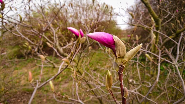 Květina Pupeny Magnolia Grandiflora Jižní Magnolia Nebo Bull Bay Strom — Stock fotografie