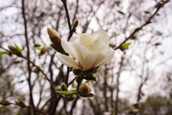 Blomma Och Knoppar Magnolia Grandiflora Den Södra Magnolia Eller Bull — Stockfoto