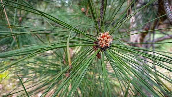 Foto Cerca Pinus Pinaster Comúnmente Conocido Como Pino Marítimo Pino —  Fotos de Stock