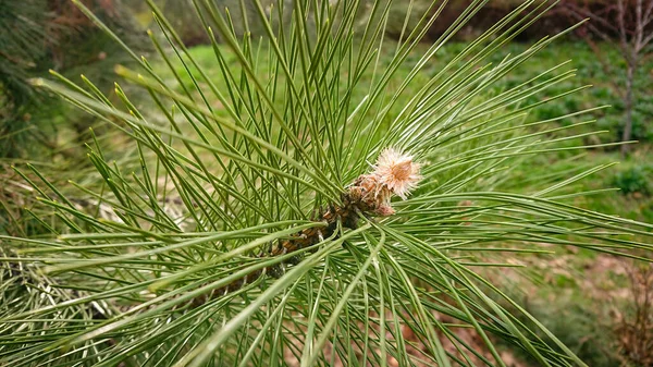 Closeup Photo Pinus Pinaster Commonly Known Maritime Pine Cluster Pine — 스톡 사진