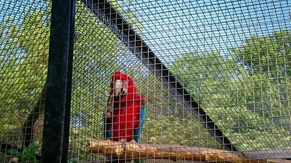 Papağan Macaw Ara Olarak Bilinir Hayvanat Bahçesinde Geniş Bir Kafeste — Stok fotoğraf