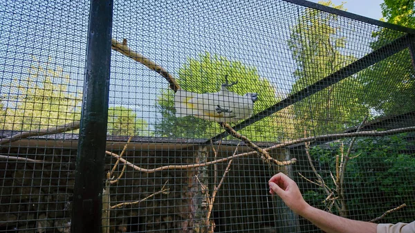 Papağan Macaw Ara Olarak Bilinir Hayvanat Bahçesinde Geniş Bir Kafeste — Stok fotoğraf