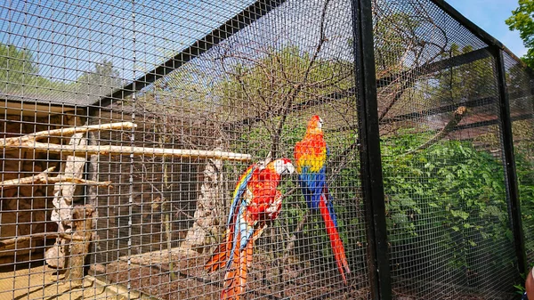 Parrot Macaw Известный Ara Просторной Клетке Зоопарке Фото Фокусе Отбора — стоковое фото