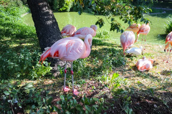 Группа Розовых Фламинго Отдыхает Поляне — стоковое фото