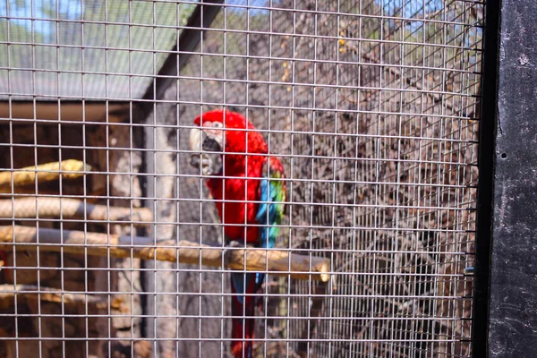 Papagáj Macaw Más Néven Ara Egy Tágas Ketrecben Állatkertben Fénykép — Stock Fotó