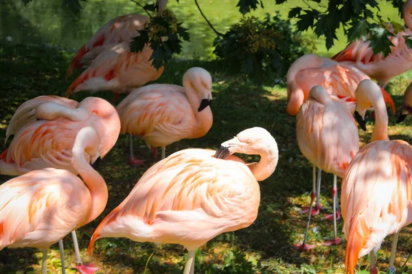 Group Pink Flamingos Resting Glade — Stock Photo, Image