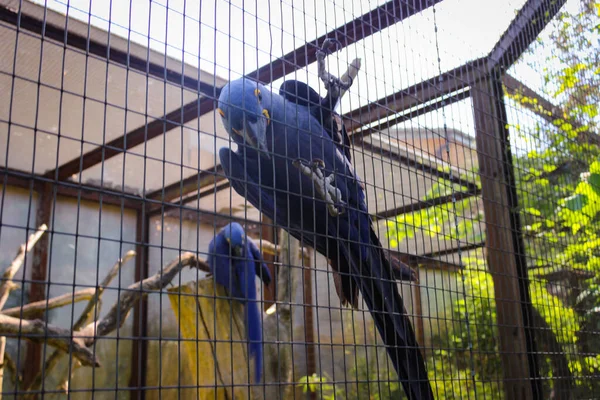 Papageienara Auch Bekannt Als Ara Einem Geräumigen Käfig Zoo Foto — Stockfoto